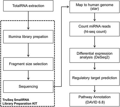 miRNome Expression Analysis Reveals New Players on Leprosy Immune Physiopathology